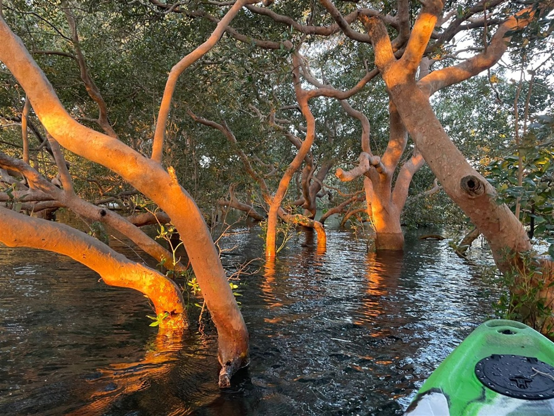 Kayak ao pôr do sol no mangal